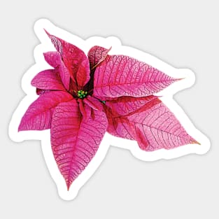 One Pink Poinsettia Sticker